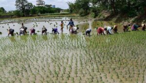 Telangana Farmers Prepare for Higher Paddy Acreage